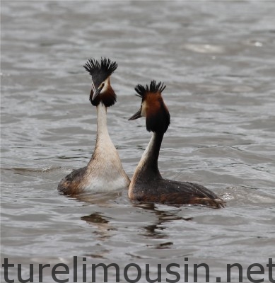 grebe huppé