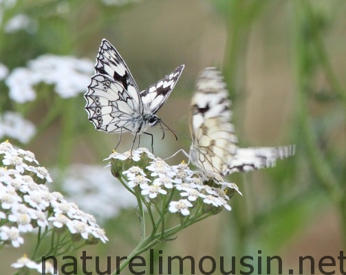 papillon 2