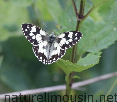 papillon noir et blanc