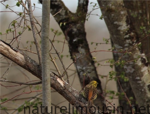 bruant jaune male