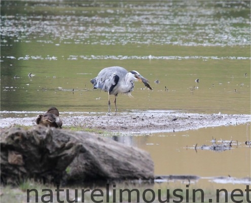 heron2