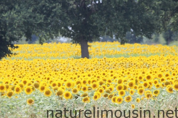 tournesol 2