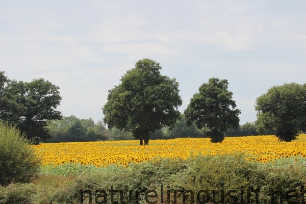 tournesol