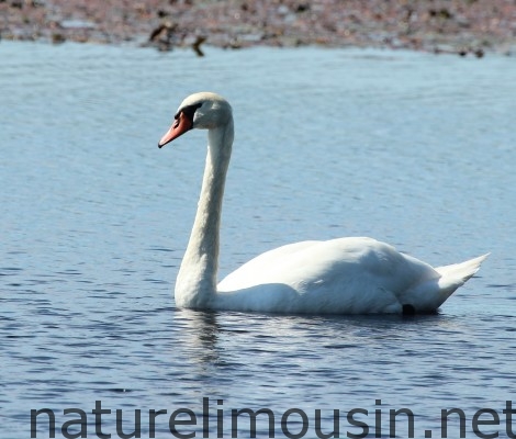 cygne