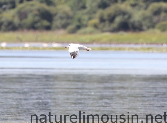 etang des landes.jpg 11