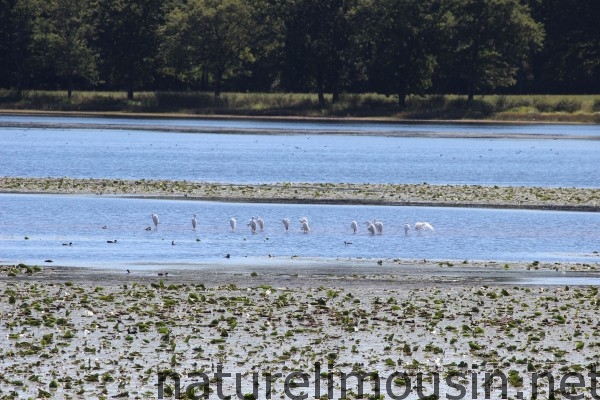 etang des landes.jpg 3