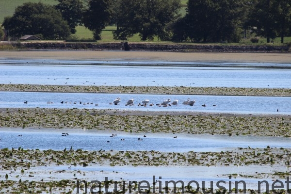 etang des landes.jpg 4