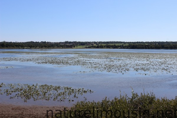 etang des landes.jpg 7