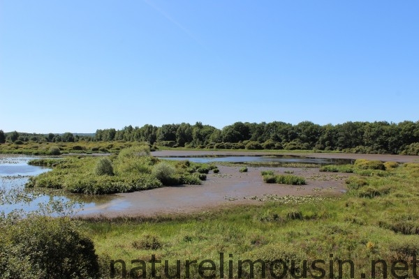 etang des landes.jpg 8