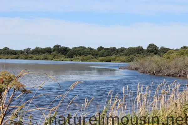 etang des landes.jpg10