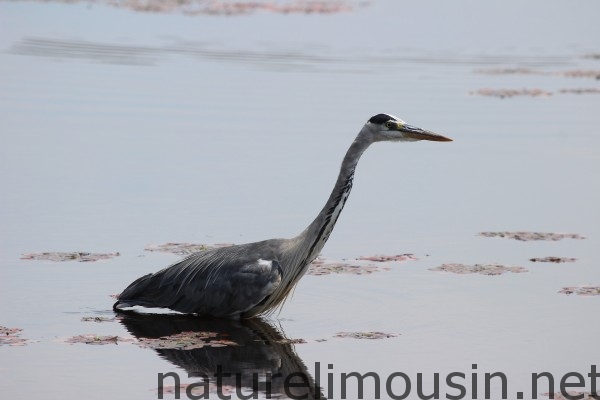 heron 3