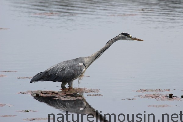 heron