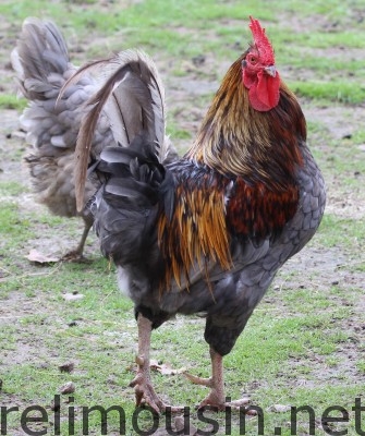 coq