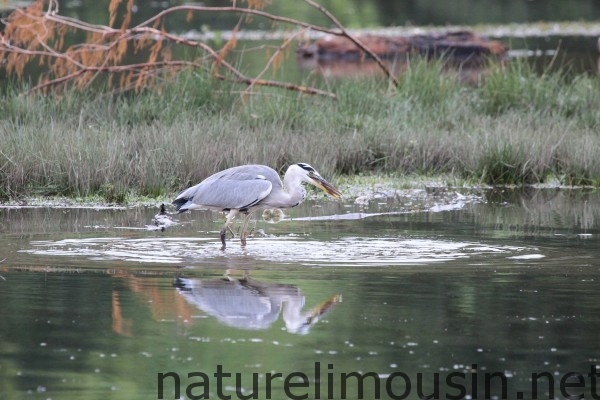 heron 1