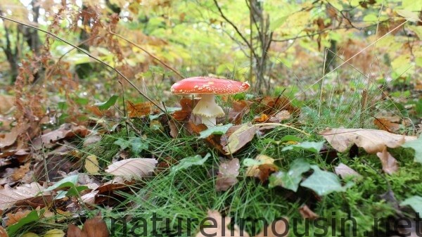 champignon rouge