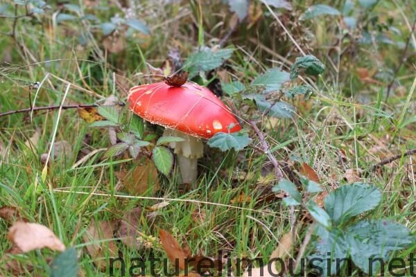 champignon rouge.jpg 1