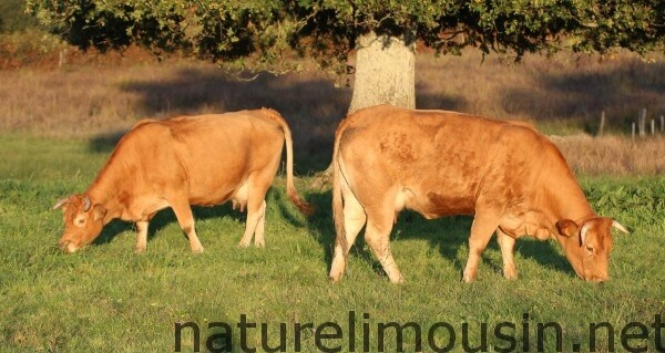 vaches limousines.jpg 4