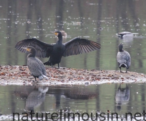 grand cormoran
