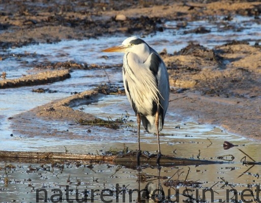 heron 1