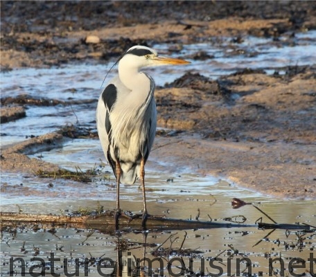 heron