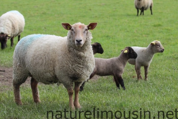 mouton 2
