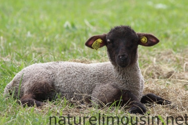mouton