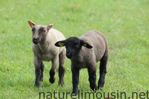 mouton.jpg1