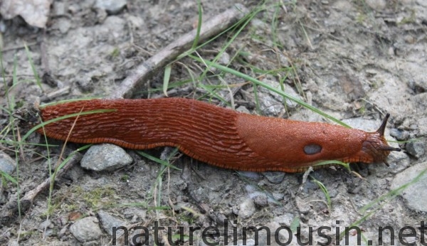 arion rufus ou limace rouge