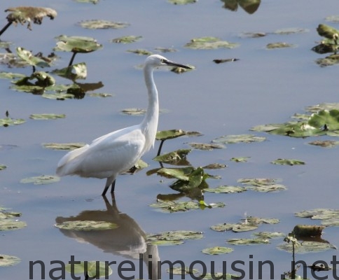 aigrette-garzette