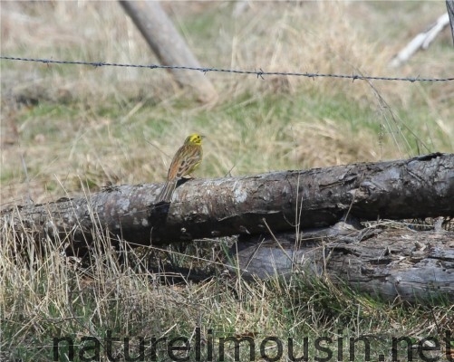 bruant jaune