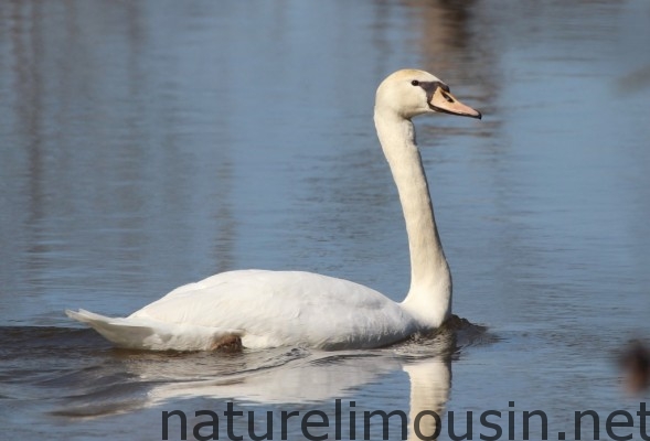 cygne 0