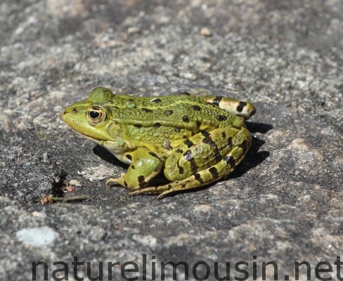 grenouille verte