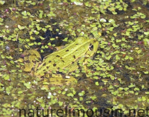 grenouille verte.jpg 6