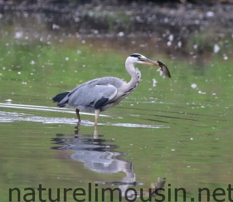 heron.jpg 2