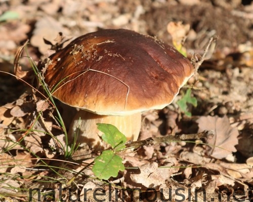 cepes 1