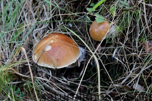 cepes 4