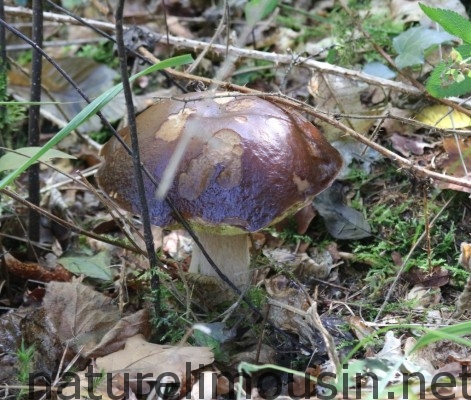 cepes.jpg2