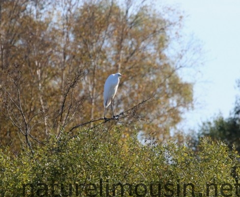 grande aigrette