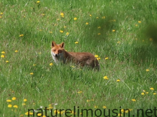 renard