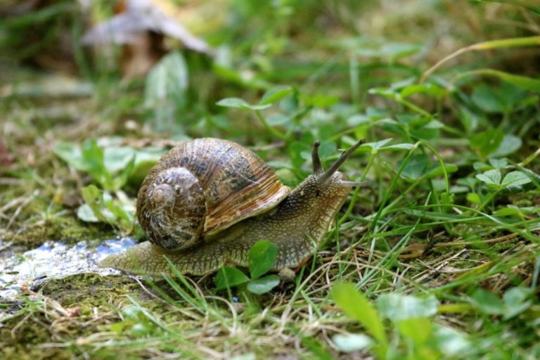 Escargot petit gris Nature Limousin Escargot petit gris Nature Limousin