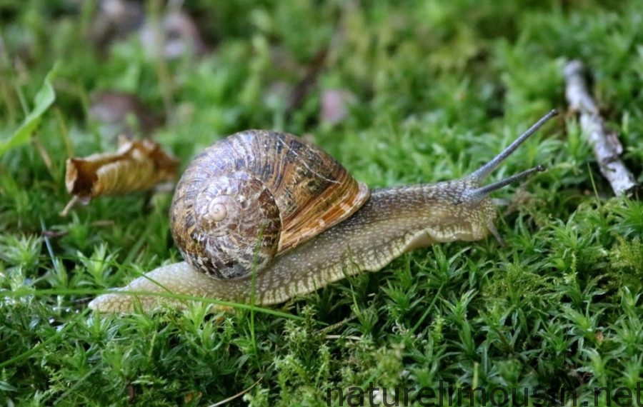 Escargot petit gris Nature Limousin Escargot petit gris Nature Limousin